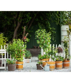 Küferei Kardos Robinienkübel, Rund -Gartenmöbelgeschäft 1709096 1709401 1709443 1709732 1709807 1710037 WE MO 002 Robinienkuebelrund