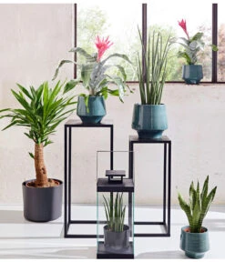 Bogenhanf - Sansevieria Cylindrica 'Mikado' -Gartenmöbelgeschäft 20180515 PR MO 001 AechmeaSansevieriaBL15