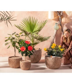 Zimmerhibiskus - Hibiscus Rosa-sinensis, Verschiedene Sorten -Gartenmöbelgeschäft 20210520 WE MO 001 Orientalisch