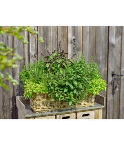 Van Der Leeden Rattan-Pflanzkasten, Graubraun -Gartenmöbelgeschäft 3692761 3692548 3692506 WE MO 005 RattanPflanzkastenbraun