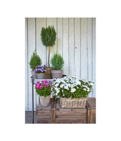 Van Der Leeden Rattan-Pflanzkasten, Graubraun -Gartenmöbelgeschäft 3692761 3692548 3692506 WE MO 006 RattanPflanzkastenbraunBlumenkasten