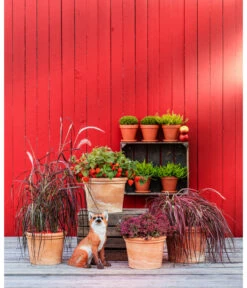 Spang Terrakotta-Topf Toscana, Rund -Gartenmöbelgeschäft 3697612 WE MO 004 TerrakottaTopfToscanarund