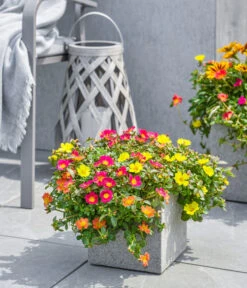 Dehner Polystone-Topf Sydney, Quadratisch, Grau -Gartenmöbelgeschäft 3920998 3921004 4261632 WE MO 002 DehnerPolystoneTopfSydneyquadratischgrau