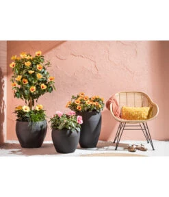 Zimmerhibiskus - Hibiscus Rosa-sinensis, Verschiedene Sorten -Gartenmöbelgeschäft 4319398 PR MO 001 KunststoffTopfSchwarz