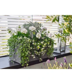 Dehner Leichtbeton-Kasten Rock, Rechteckig, Grau -Gartenmöbelgeschäft 5157607 5157615 WE MO 001 DehnerLeichtbetonKastenrockgrau