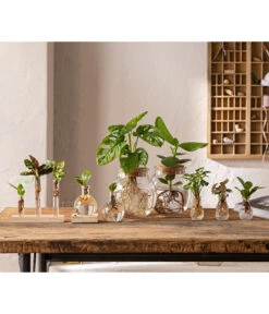 Waterplant Balsamapfel Im Kugelglas - Clusia Rosea 'Princess', Mit LED -Gartenmöbelgeschäft 6125066 WE MO 001 WaterPlants