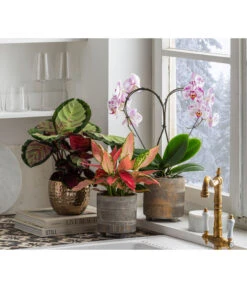 Dehner Beton-Übertopf Nola, Rund, Grau-kupfer -Gartenmöbelgeschäft 6732499 6732929 6784912 WE MO 001 TopfNolaGold