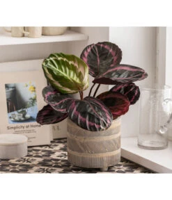 Dehner Beton-Übertopf Nola, Rund, Grau-kupfer -Gartenmöbelgeschäft 6732499 WE MO 004 TopfNolaGold