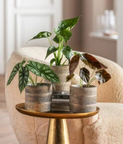 Dehner Beton-Übertopf Nola, Rund, Grau-kupfer -Gartenmöbelgeschäft 6732515 WE MO 001 GlamourPaketNola