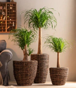 Dehner Holz-Korb Akira, Rund, Braun -Gartenmöbelgeschäft 6788533 6788400 6788442 6788426 WE MO 001 TopfAkiraBraun