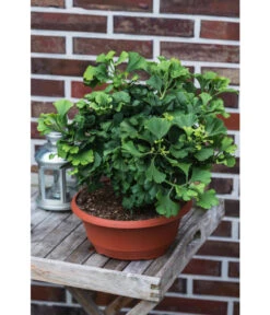 Ginkgobaum - Fächerblattbaum 'Marijke' -Gartenmöbelgeschäft 7196082 PR MO 001 GinkgoBilobaMarijke