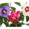 Hibiskus-Trio - Garten-Eibisch -Gartenmöbelgeschäft 7213630 WE DE 001 HibiscusTrioGartenhibiskusDreifarbig