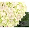 Bauern-Hortensie 'Avantgarde' -Gartenmöbelgeschäft 7220148 WE DE 002 HydrangeaMacrophyllaAvantgardeHortensie5LDehnerExpressHerzig