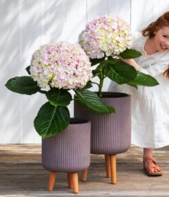 Bauern-Hortensie 'Avantgarde' -Gartenmöbelgeschäft 7220148 WE MO 001 HortensieAvantgard5L