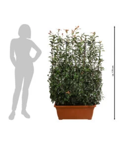 Purpur-Glanzmispel 'Glanzkopf', Ca. 170 Cm -Gartenmöbelgeschäft 7305329 WE BG 002 PurpurGlanzmispelGlanzkopf170