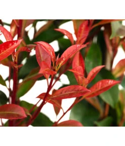 Purpur-Glanzmispel 'Glanzkopf', Ca. 170 Cm -Gartenmöbelgeschäft 7305329 WE DE 002 PhotinaXfraseriPupurGlazmispel