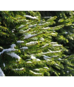 Serbische Fichte, Ca. 70-80 Cm, Im Topf Gewachsen -Gartenmöbelgeschäft 7315864 WE MO 001 PiceaOmorika Pixabay