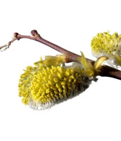 Kätzchen-Weide - Nordische Bäumchen-Weide 7 Kätzchen-Weide - Nordische Bäumchen-Weide -Gartenmöbelgeschäft 7464571 BildD 001 KaetzchenWeideNordischeBaeumchenWeideSalixArbusculaSt