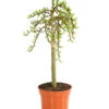 Kätzchen-Weide - Nordische Bäumchen-Weide -Gartenmöbelgeschäft 7464571 WE FS 001 SalixWeideArbusculaStamm40cm13CDehnerExpressHerzig