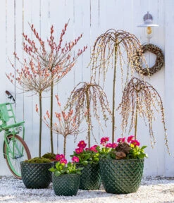 Dehner Keramik-Topf Elite -Gartenmöbelgeschäft 7464738 8816498 6705461 WE MO 001 KaetzchenweideStaengelprimelTopfElite