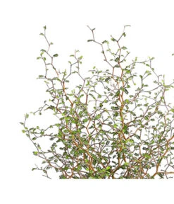 Schnurbaum 'Little Baby' -Gartenmöbelgeschäft 7473648 PR DE 001 SchnurbaumSophoraLittleBaby2LDehnerExpressHerzig