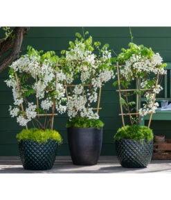 Dehner Keramik-Topf Elite -Gartenmöbelgeschäft 7542905 8007429 6705461 WE MO 001 WisteriaWeiss