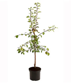 Gartenmöbelgeschäft -Gartenmöbelgeschäft 7602816 PR FS 001 BirnenDuoClappsLieblingAlexanderLucas95LiterDehnerExpressHerzig