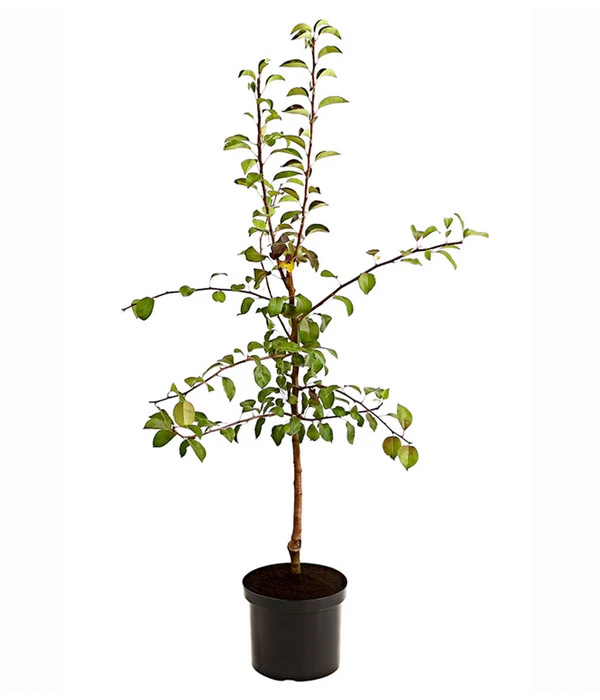 Birnen-Duo 'Clapps Liebling'/'Alexander Lucas' 4 Birnen-Duo 'Clapps Liebling'/'Alexander Lucas' – Bild 2