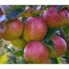 Herbstapfel 'Braeburn' -Gartenmöbelgeschäft 7618531 WE DE 001 ApfelbaumMalusBraeburnApfel