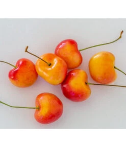 Kirschen-Duo 'Regina/Napoleon' -Gartenmöbelgeschäft 7657570 WE MO 001 SuesskirscheGrossePrinzessinPixabay