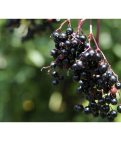 Holunder 'Black Tower' -Gartenmöbelgeschäft 7662810 PR MO 002 HolunderBlackTower