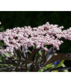 Holunder 'Black Tower'