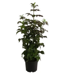 Gartenmöbelgeschäft -Gartenmöbelgeschäft 7662810 WE FS 001 SambucusBlackTowerSaeulenholunderDehnerExpressHerzig