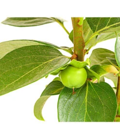 Dehner Kaki 'Rojo Brillante' - Kaki-Pflaume 'Rojo Brillante' 12 Dehner Kaki 'Rojo Brillante' - Kaki-Pflaume 'Rojo Brillante' -Gartenmöbelgeschäft 7693377 PR DE 001 KakiRojoBrillanteBUDehnerExpressHerzig