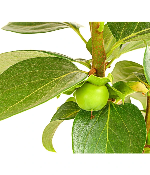 Dehner Kaki 'Rojo Brillante' - Kaki-Pflaume 'Rojo Brillante' 6 Dehner Kaki 'Rojo Brillante' - Kaki-Pflaume 'Rojo Brillante' – Bild 4