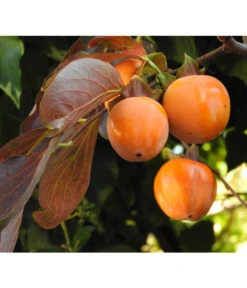 Gartenmöbelgeschäft -Gartenmöbelgeschäft 7693377 WE DE 005 KakiDiospyrosKakipflaumeRojoBrillante Pixabay