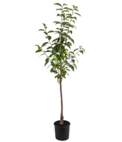 Gartenmöbelgeschäft -Gartenmöbelgeschäft 7693385 WE FS 001 DiospyrosKakiRagno