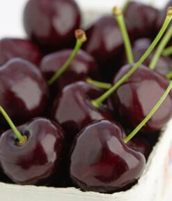 Süßkirschen-Duo 'Kordia/Burlat' 8 Süßkirschen-Duo 'Kordia/Burlat' -Gartenmöbelgeschäft 7703143 PR DE 001 KirscheKordiaDehnerExpressZS