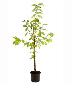 Süßkirschen-Duo 'Kordia/Burlat' 9 Süßkirschen-Duo 'Kordia/Burlat' -Gartenmöbelgeschäft 7703234 PR FS 001 KirschenDuoKordiaBurlat95LiterDehnerExpressHerzig