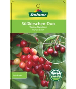 Kirschen-Duo 'Regina/Napoleon' -Gartenmöbelgeschäft 7738792 Suesskirschen DuoReginaNapoleon Etikett 1