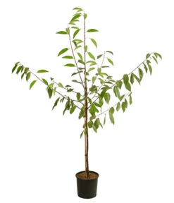 Gartenmöbelgeschäft -Gartenmöbelgeschäft 7738792 WE FS 001 PrunusKirscheDuoReginaNapoleon