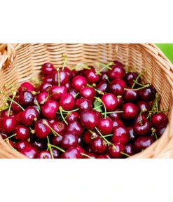 Kirschen-Duo 'Regina/Napoleon' -Gartenmöbelgeschäft 7738792 WE MO 001 KirschenDuoReginaNapoleon Pixabay