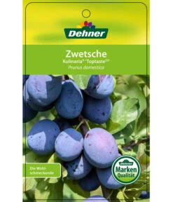 Zwetschge 'Kulinaria-Toptaste' -Gartenmöbelgeschäft 7763881 ZwetscheKulinariaToptaste Etikett 1