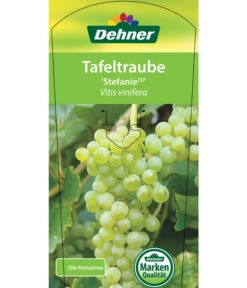 Tafeltraube 'Stefanie' -Gartenmöbelgeschäft 7773278 TafeltraubeStefanie Etikett 1
