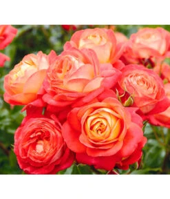 Edelrosen-Mix 'Nostalgie®' -Gartenmöbelgeschäft 7800063 BildD 005 EdelrosenNostalgieMixNostalgieRosenTantauRet