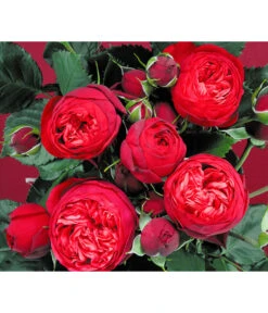 Edelrosen-Mix 'Nostalgie®' -Gartenmöbelgeschäft 7800063 BildD 007 EdelrosenNostalgieMixNostalgieRosenTantauRet