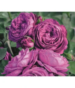 Edelrosen-Mix 'Nostalgie®' -Gartenmöbelgeschäft 7800063 PR MO 001 RoseHeidiKlumRosenTantauRet