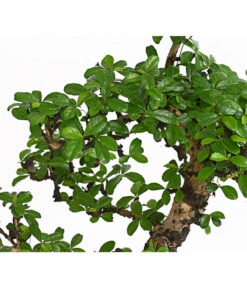 Bonsai Fukientee - Carmona Microphylla, 12-15 Jahre -Gartenmöbelgeschäft 7976996 WE DE 001 BonsaiFukienteeCarmonaMicrophyllaBis15JahreDehnerExpressHerzig2