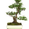 Bonsai Fukientee - Carmona Microphylla, 12-15 Jahre 2 Bonsai Fukientee - Carmona Microphylla, 12-15 Jahre -Gartenmöbelgeschäft 7976996 WE FS 001 BonsaiFukienteeCarmonaMicrophyllaBis15JahreDehnerExpressHerzig3