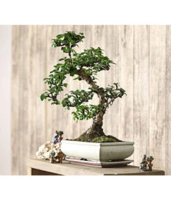 Bonsai Fukientee - Carmona Microphylla, 12-15 Jahre -Gartenmöbelgeschäft 7976996 WE MO 001 BonsaiFukienteeCarmonaMicrophyllaBis15JahreDehnerExpressHerzig2